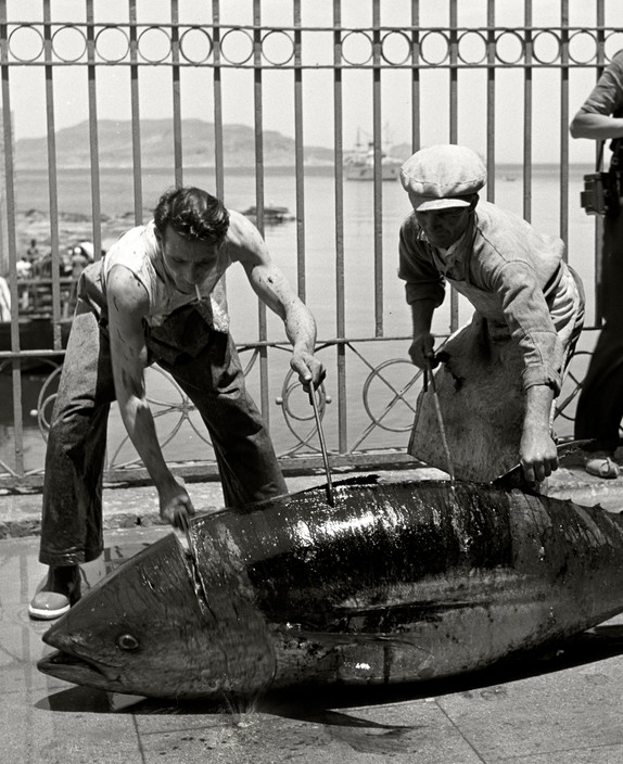 Sicilian Tuna Fishing in the 1950s • Herbert List • Magnum Photos