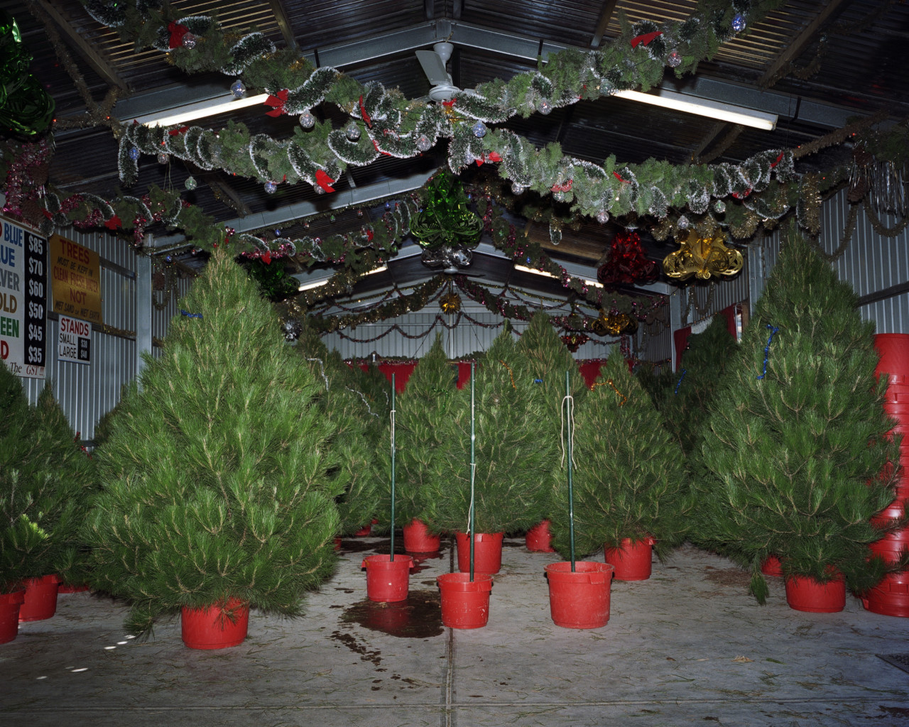The Christmas Tree Bucket • Trent Parke • Magnum Photos