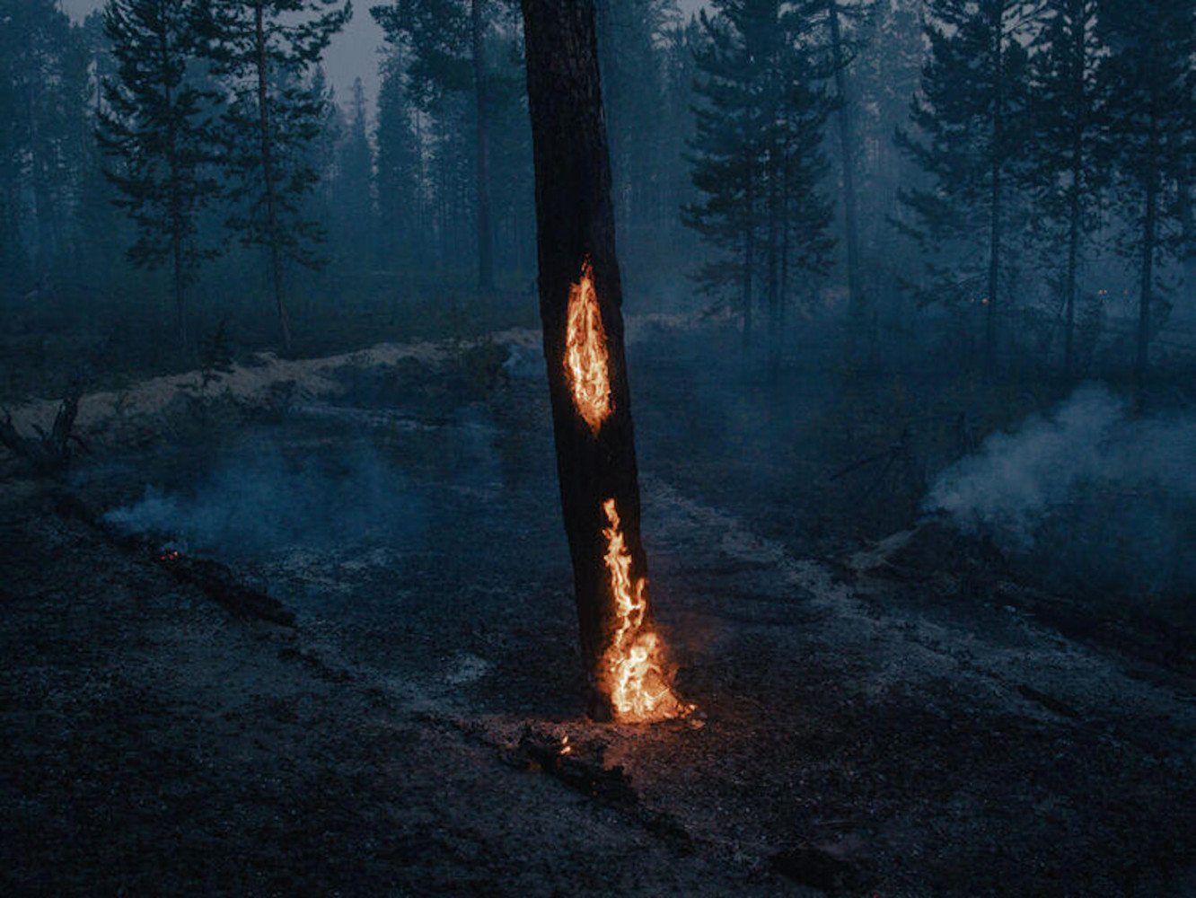 Russia. Siberia. 05 July 2021. Burning tree, close to the settlement Kürelyakh.