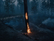 Russia. Siberia. 05 July 2021. Burning tree, close to the settlement Kürelyakh.